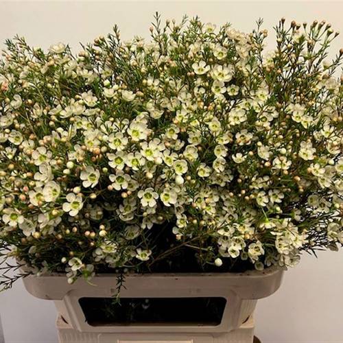 Wachsflower creme/weiss Sirius 80 Gramm 80cm