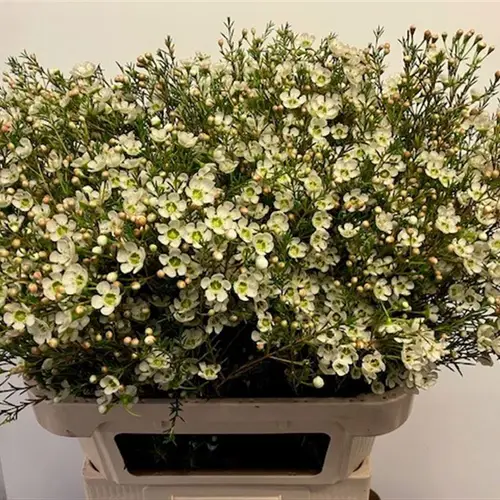 Wachsflower creme/weiss Sirius 80 Gramm 80cm