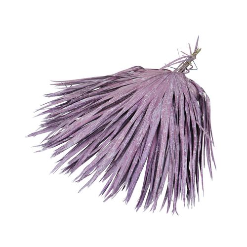 Trocken Chamaerops lila L70cm x8