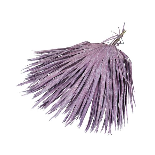 Trocken Chamaerops lila L70cm x8