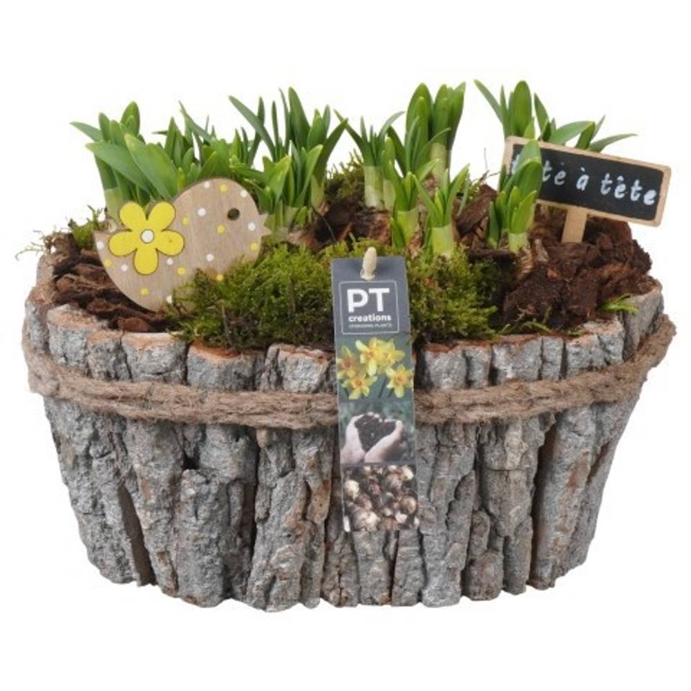 Narzis.Arr PTN8704 T23 H021