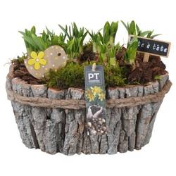 Narzis.Arr PTN8704 T23 H021