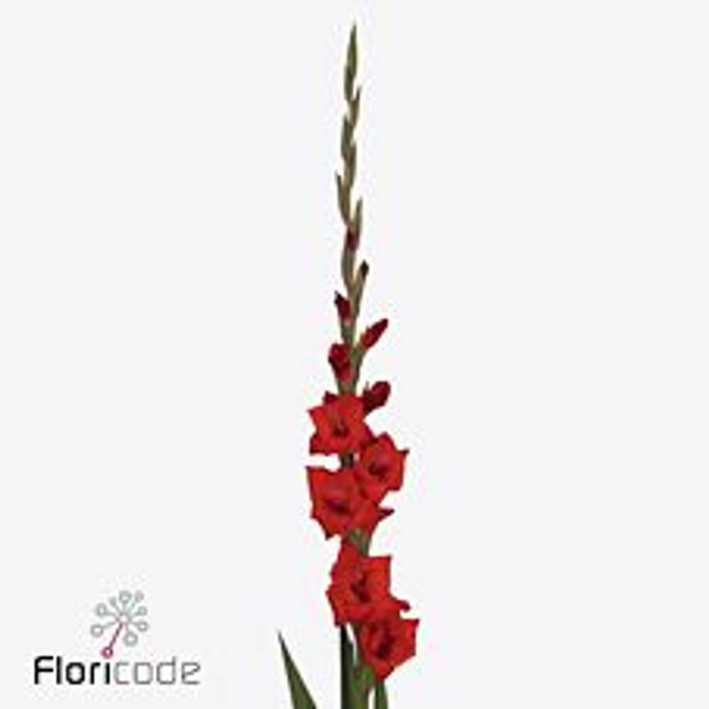 Gladiole rot Costello 110 cm Extra Lang