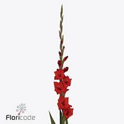 Gladiole rot Costello 110 cm Extra Lang