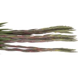 Gladiole rot Costello 110 cm Extra Lang