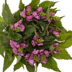 Chelone lila Turtle 70cm