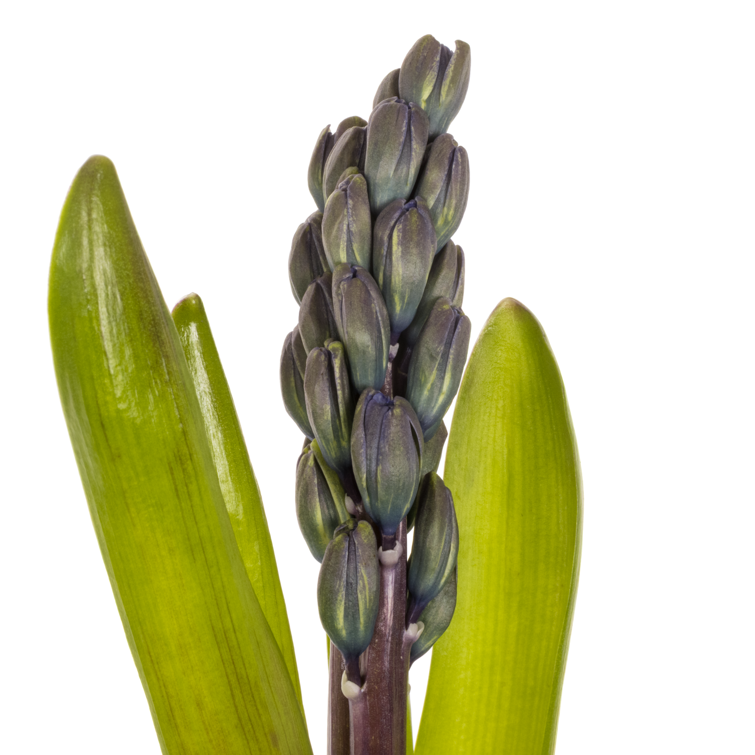 Hyazinthe Schnitt Blau future 30cm