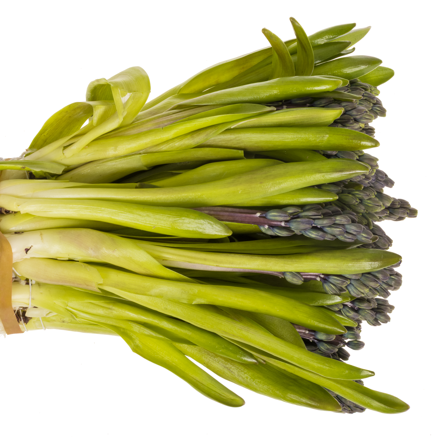 Hyazinthe Schnitt Blau future 30cm