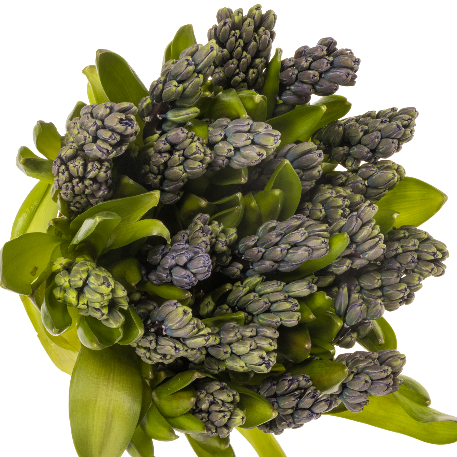 Hyazinthe Schnitt Blau future 30cm