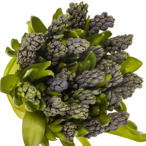 Hyazinthe Schnitt Blau future 30cm