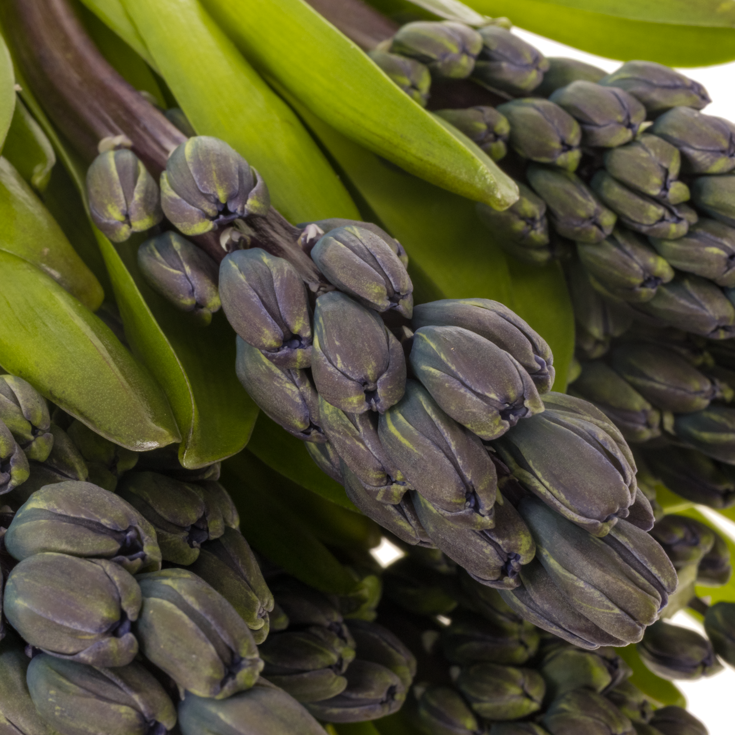 Hyazinthe Schnitt Blau future 30cm