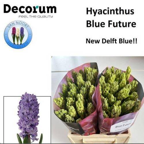 Hyazinthe Schnitt Blau future 30cm