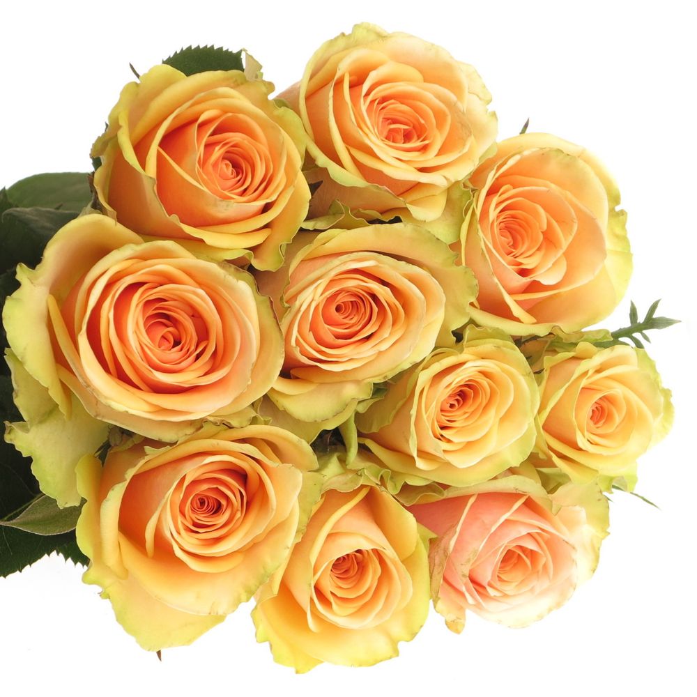 Rose apricot Alchemy  70cm