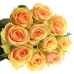 Rose apricot Alchemy  70cm