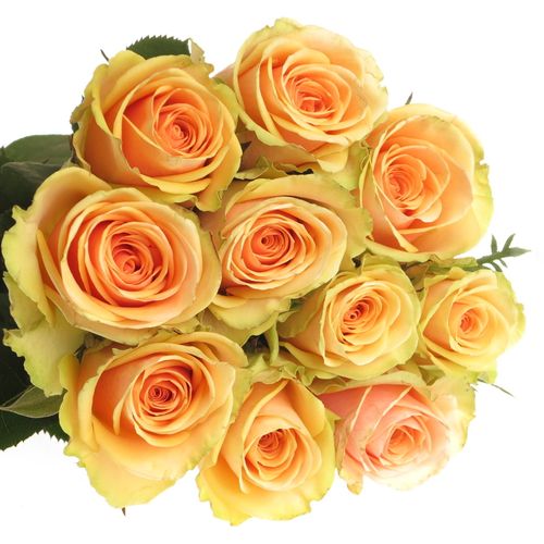 Rose apricot Alchemy  70cm