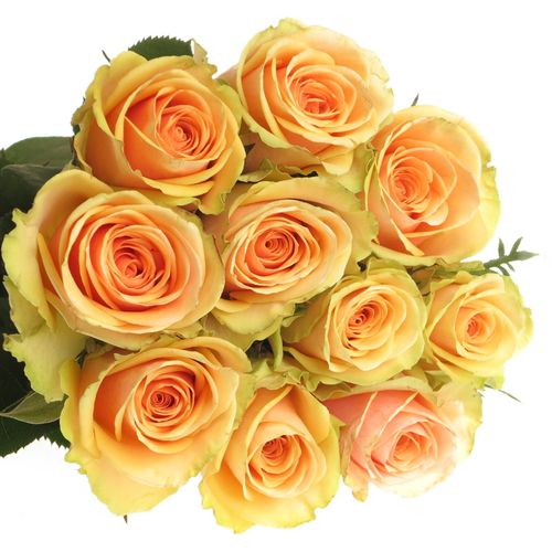 Rose apricot Alchemy  70cm