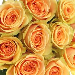 Rose apricot Alchemy  70cm