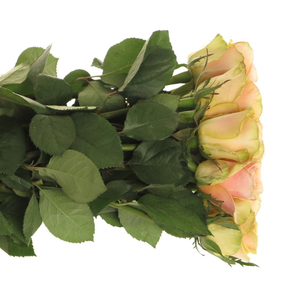 Rose apricot Alchemy  70cm