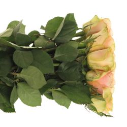 Rose apricot Alchemy  70cm