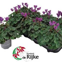Cyclame lila Dragon T10,5 H020