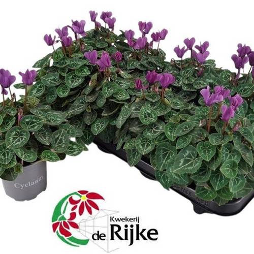 Cyclame lila Dragon T10,5 H020