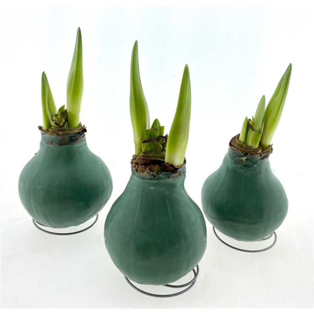 Amar.Bol (J) grün mit rote Bl. D30-32 cm