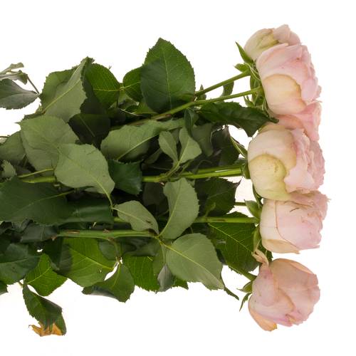 Rose hell rosa Mansfield Park gefüllt 50cm