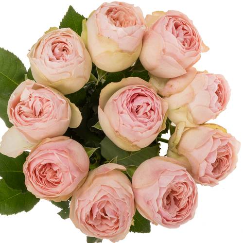 Rose hell rosa Mansfield Park gefüllt 50cm