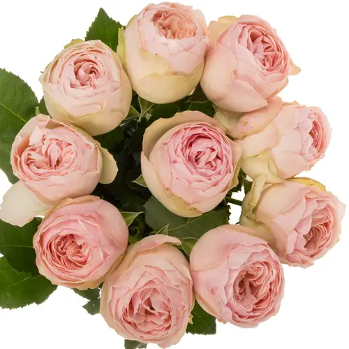 Rose hell rosa Mansfield Park gefüllt 50cm