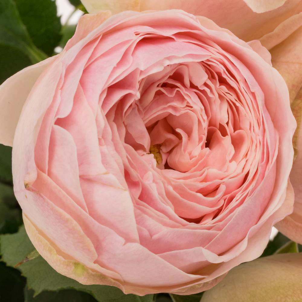 Rose hell rosa Mansfield Park gefüllt 50cm