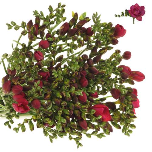 Freesie rot gefüllt Adele 38 Gramm