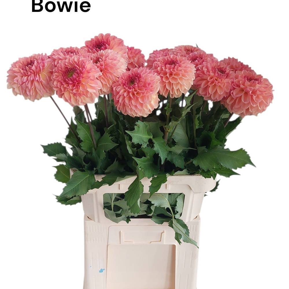 Dahlia lachs Dazz Bowie 80cm
