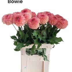 Dahlia lachs Dazz Bowie 80cm