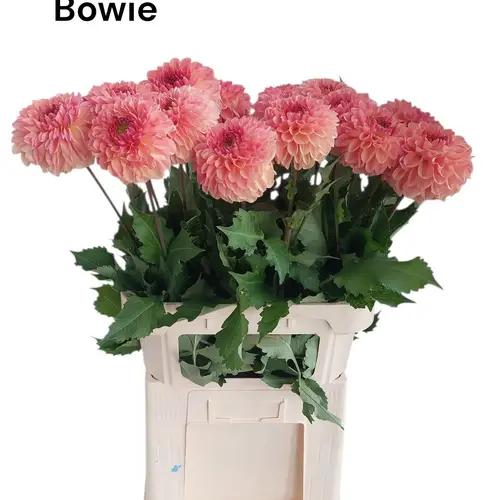 Dahlia lachs Dazz Bowie 80cm