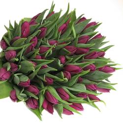 Tulpe lila Laptop 32 Gramm