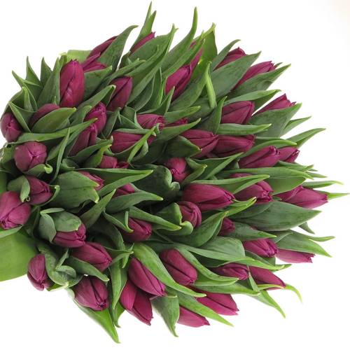 Tulpe lila Laptop 32 Gramm