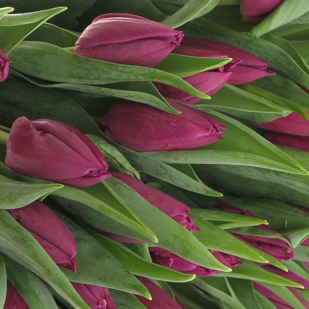 Tulpe lila Laptop 32 Gramm