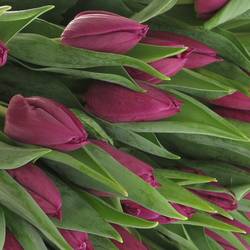 Tulpe lila Laptop 32 Gramm