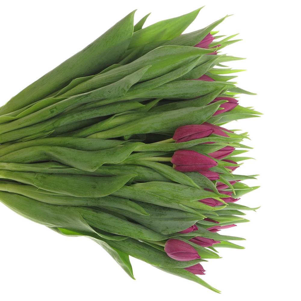 Tulpe lila Laptop 32 Gramm