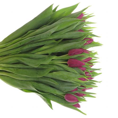 Tulpe lila Laptop 32 Gramm