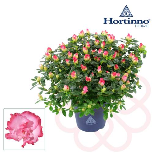 Azalee rosa Hortinno Primaeve T13 H025