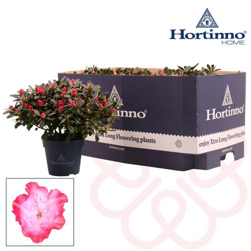 Azalee rosa Hortinno Primaeve T13 H025