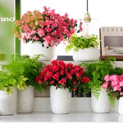 Azalee rosa Hortinno Primaeve T13 H025