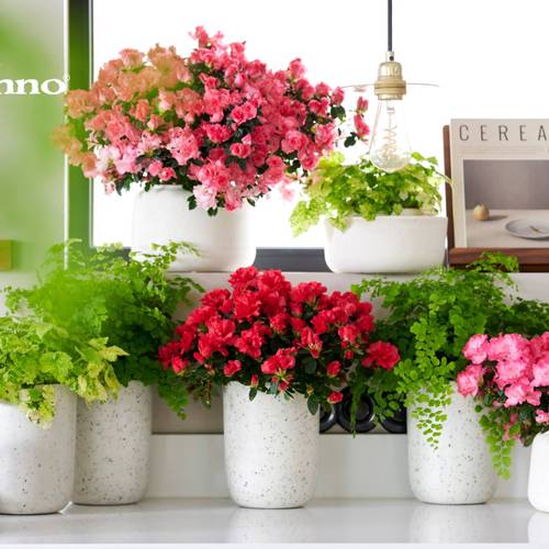 Azalee rosa Hortinno Primaeve T13 H025