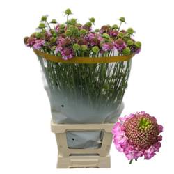 Scabiosa fuchsia Focal Scoop Lilac 80cm