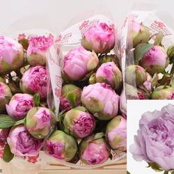 Pfingstrose hell rosa Gioia Pink 35cm