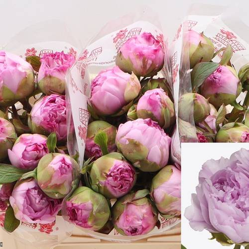 Pfingstrose hell rosa Gioia Pink 35cm