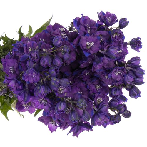 Delphinium blau Christel 80cm