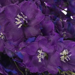Delphinium blau Christel 80cm