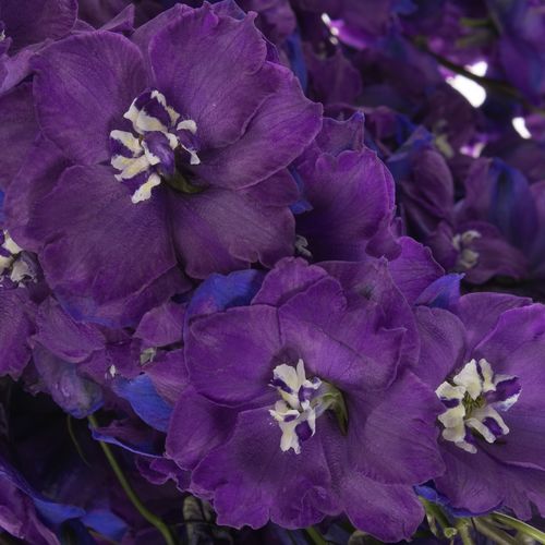 Delphinium blau Christel 80cm